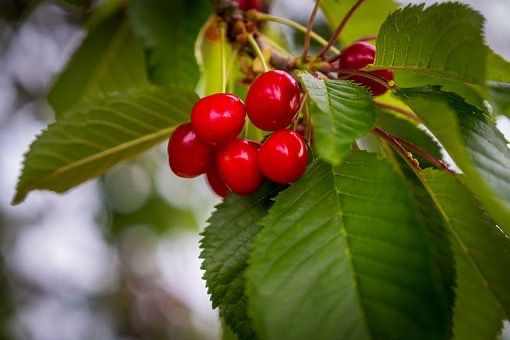 Wild cherries fruit