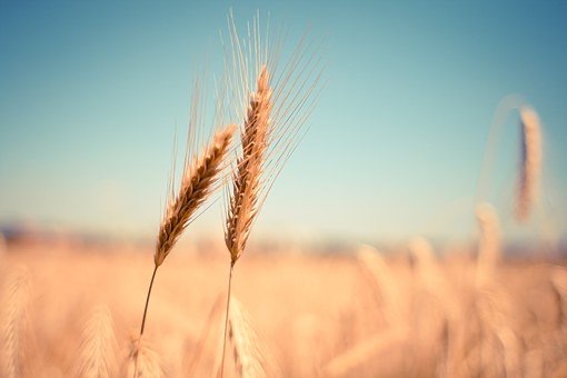  grain is most consumed in the world