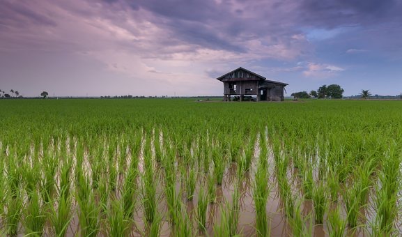  grain is most consumed in the world

