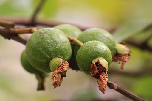 benefits of Guava Seeds
