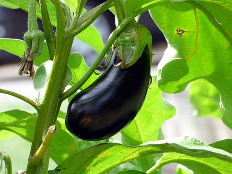 Benefits of Eating Eggplant


